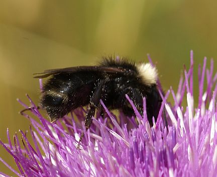 Golden Northern Bumble Bee - female