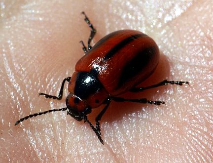 Red Turnip Beetle