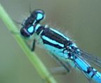 Taiga Bluet