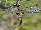 Four-spotted Skimmer