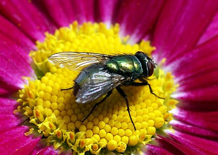 Greenbottle Fly 