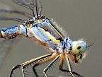Lyre-tipped Spreadwing