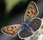 Blue Copper