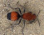 Velvet Ant