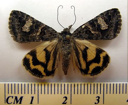 Northern Arches - dorsal