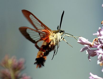 Hummingbird Clearwing feeding at Lilac