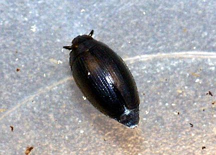 Whirligig Beetle