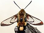 Snowberry Clearwing