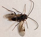 Ladybird Beetle Wasp