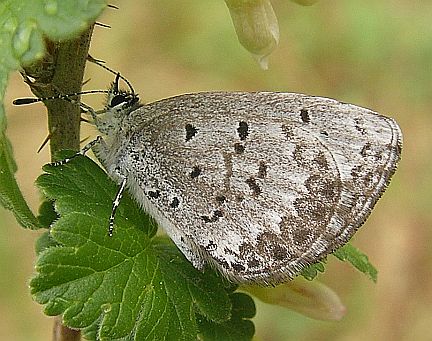 Spring Azure