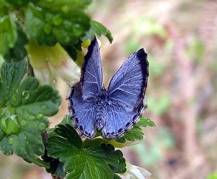Spring Azure - dorsal