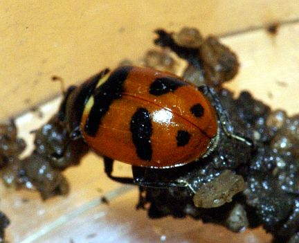 Glacial Lady Beetle