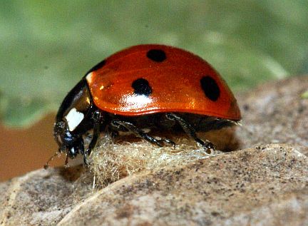 Seven-spot Ladybug attached to a D. coccinellae cocoon (fiberous straw colored mass under ladybug).
