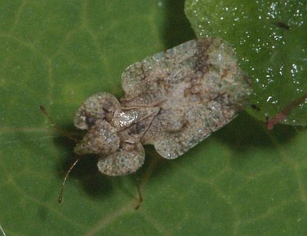 Lace Bug