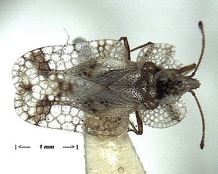 Lacebug (dorsal) - 17X magnification