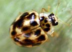 Twenty-spotted Lady Beetle
