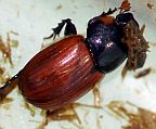 Aphodius fimetarius