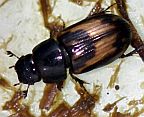 Aphodius distinctus