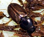 Aphodius prodromus