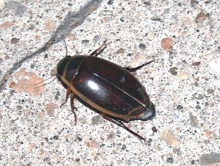 Giant Diving Beetle