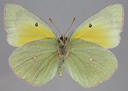 Christina's Sulphur - female ventral