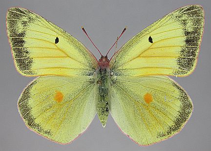 Christina's Sulphur - female dorsal