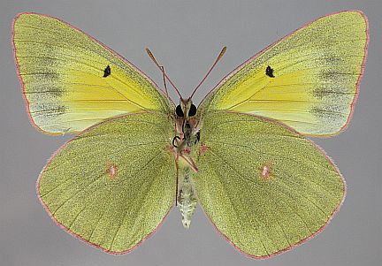 Christina's Sulphur - female ventral