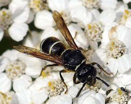 Potter Wasp - female