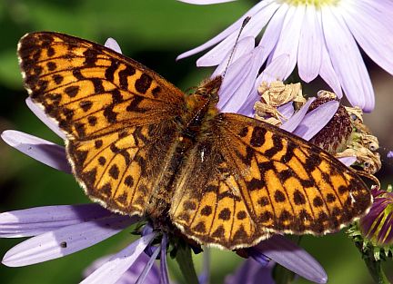 Purple Fritillary