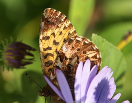 Purple Fritillary - ventral side of wing