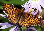 Fritillaries