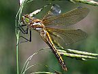 Red-veined Meadowhawk