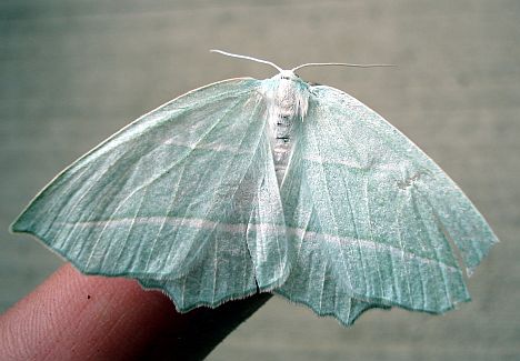 Pale Beauty