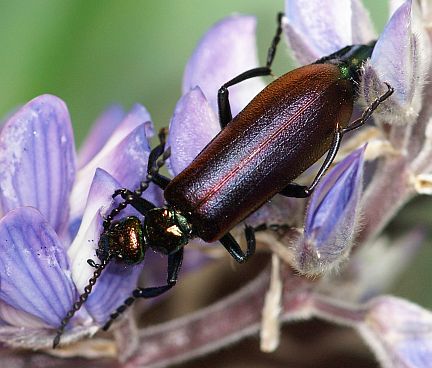 Nuttall's Blister Beetle
