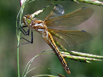 Variegated Meadowhawk