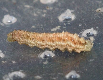 Syrphid Larva