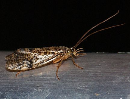Caddisfly