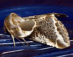 Lettered Habrosyne Moth