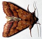Purple-line Sallow Moth