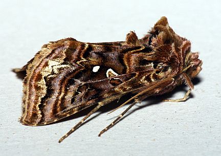 Wavy Chestnut