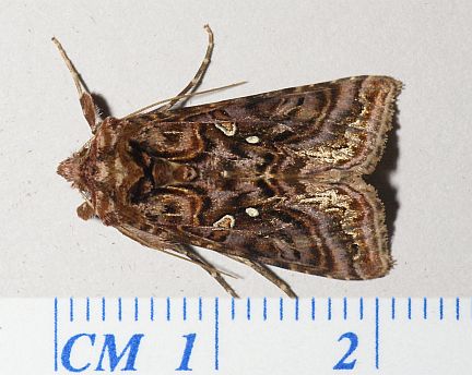 Wavy Chestnut