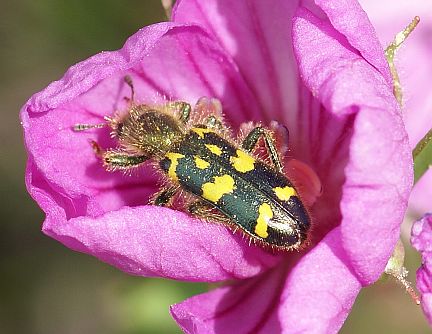 Ornate Checkered Beetle