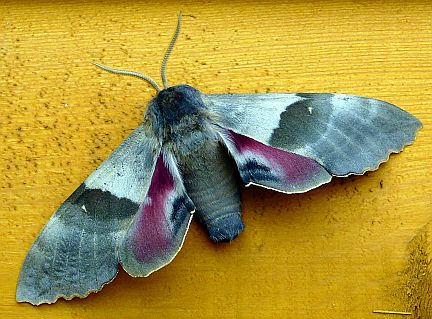 Big Poplar Sphinx Moth