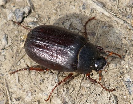 May Beetle