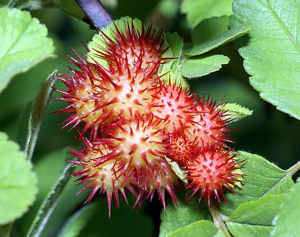 Spiny red galls caused by the Spiny Leaf Gall Wasp