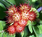 Spiny Leaf Gall Wasp