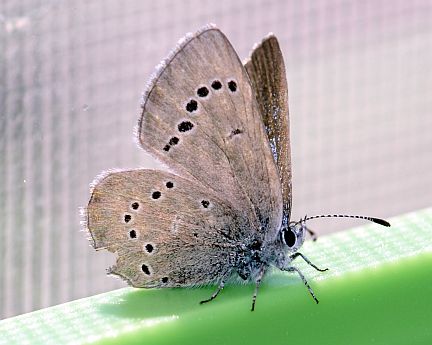 Silvery Blue