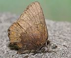 Brown Elfin