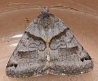 Common Grass-moth