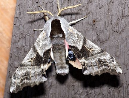 Eyed Hawkmoth